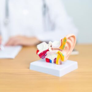 A detailed anatomical model of a human ear sits on a desk, with a person in a white coat and stethoscope blurred in the background, suggesting a medical or clinical setting.