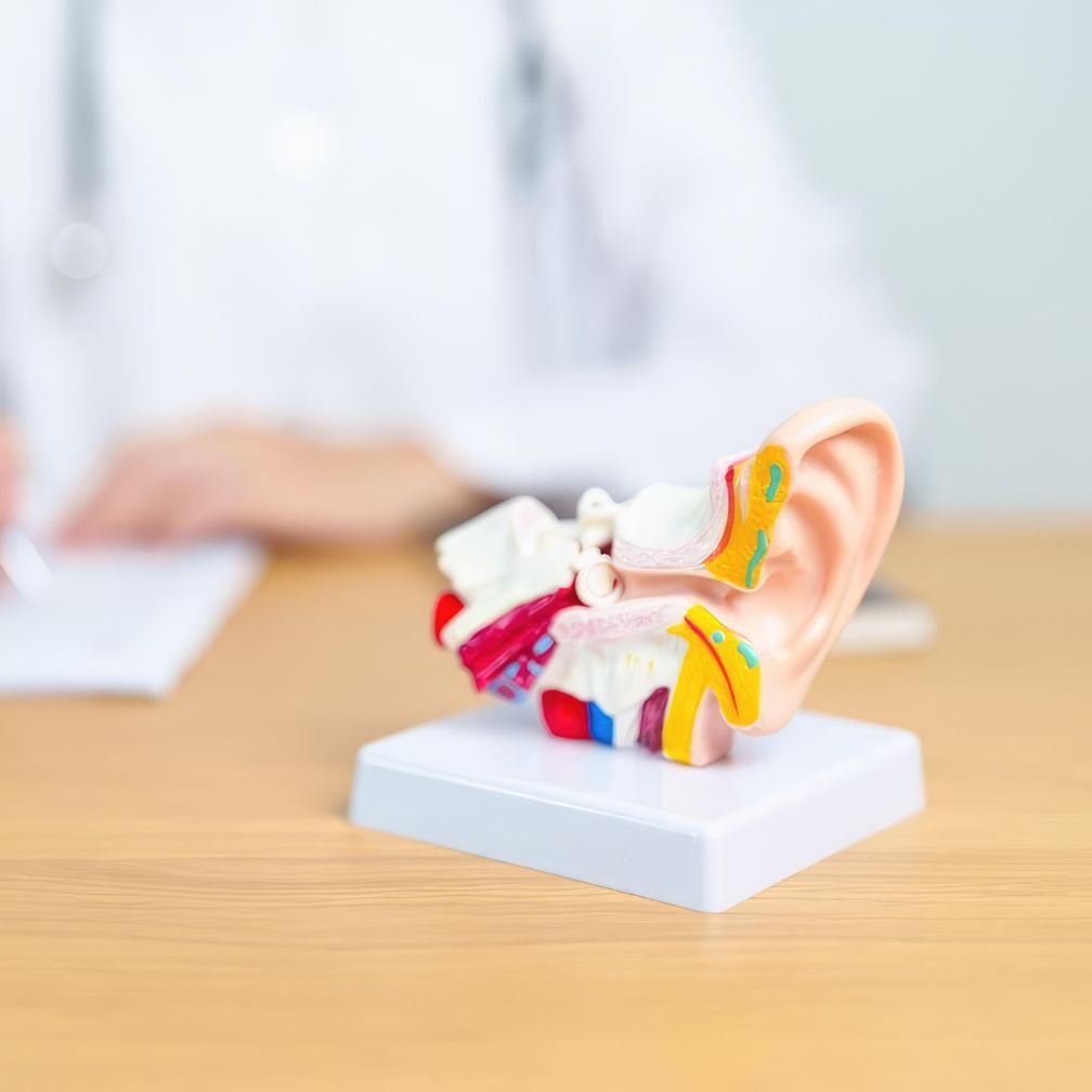 A detailed anatomical model of a human ear sits on a desk, with a person in a white coat and stethoscope blurred in the background, suggesting a medical or clinical setting.